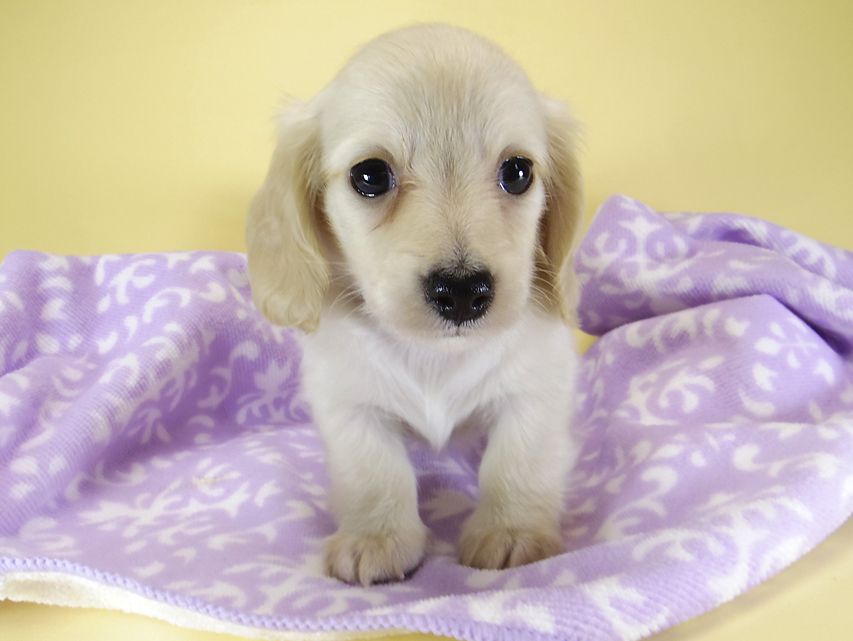 ダックスフンド カニンヘン シェリー.Ti & クッキー.Tiの子犬 ピュアクリーム 女の子③_IGP3894 ダックスフンド カニンヘン シェリー.Ti & クッキー.Tiの子犬 ピュアクリーム 女の子③