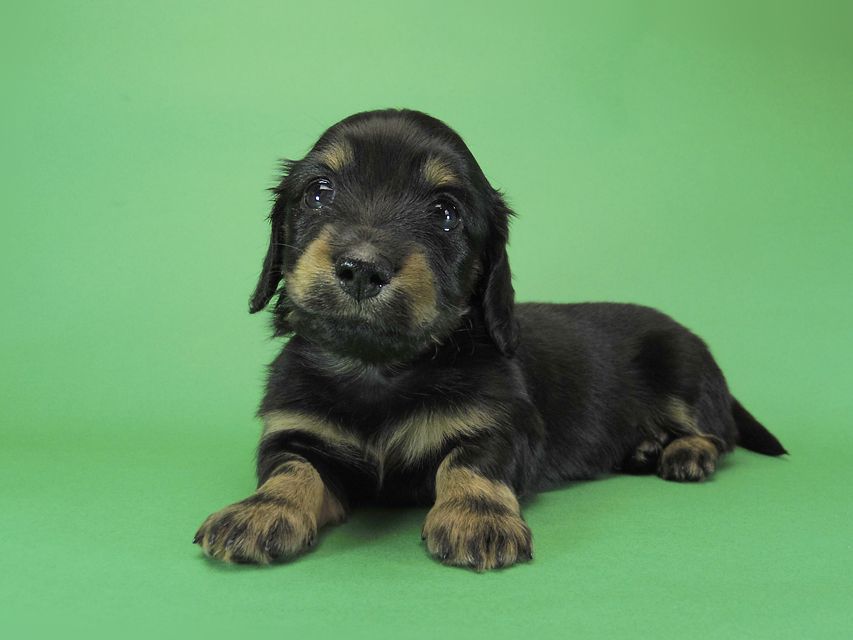 ダックスフンド カニンヘン いちご & オスカルの子犬 ブラックタン女の子②