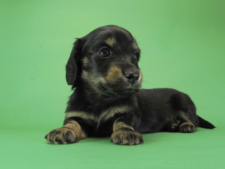 ダックスフンド カニンヘン いちご & オスカルの子犬 ブラックタン女の子②