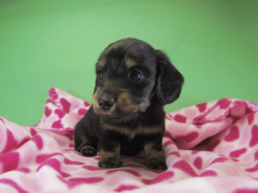 ダックスフンド カニンヘン いちご & オスカルの子犬 ブラックタン女の子②