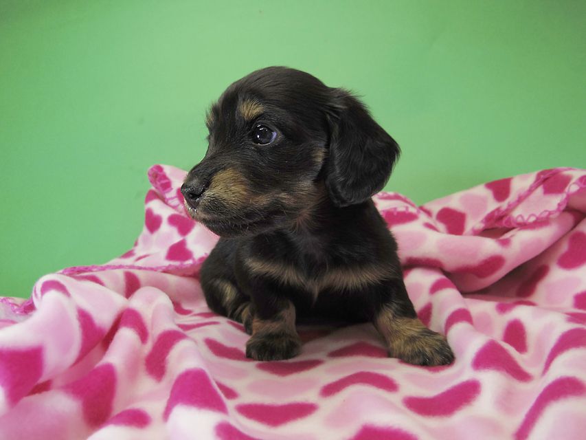ダックスフンド カニンヘン いちご & オスカルの子犬 ブラックタン女の子②