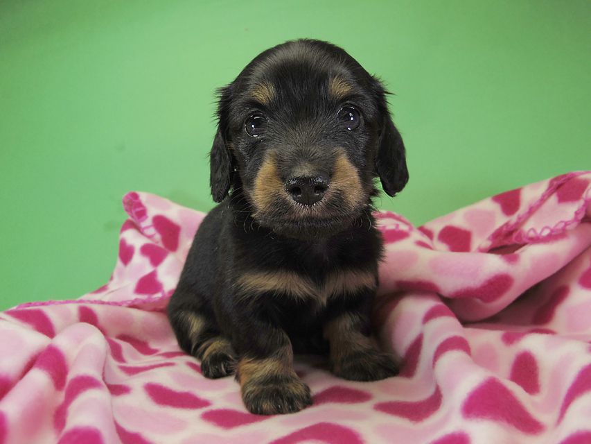 ダックスフンド カニンヘン いちご & オスカルの子犬 ブラックタン女の子②