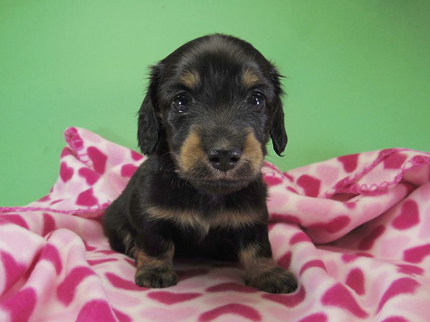 ダックスフンド カニンヘン いちご & オスカルの子犬 ブラックタン女の子②