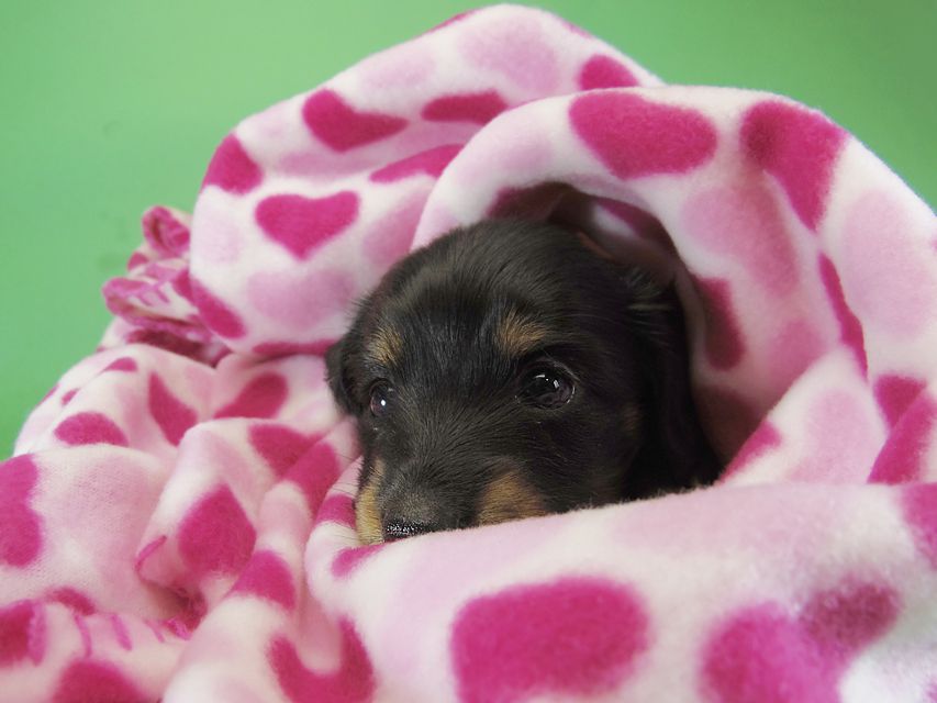 ダックスフンド カニンヘン いちご & オスカルの子犬 ブラックタン女の子②