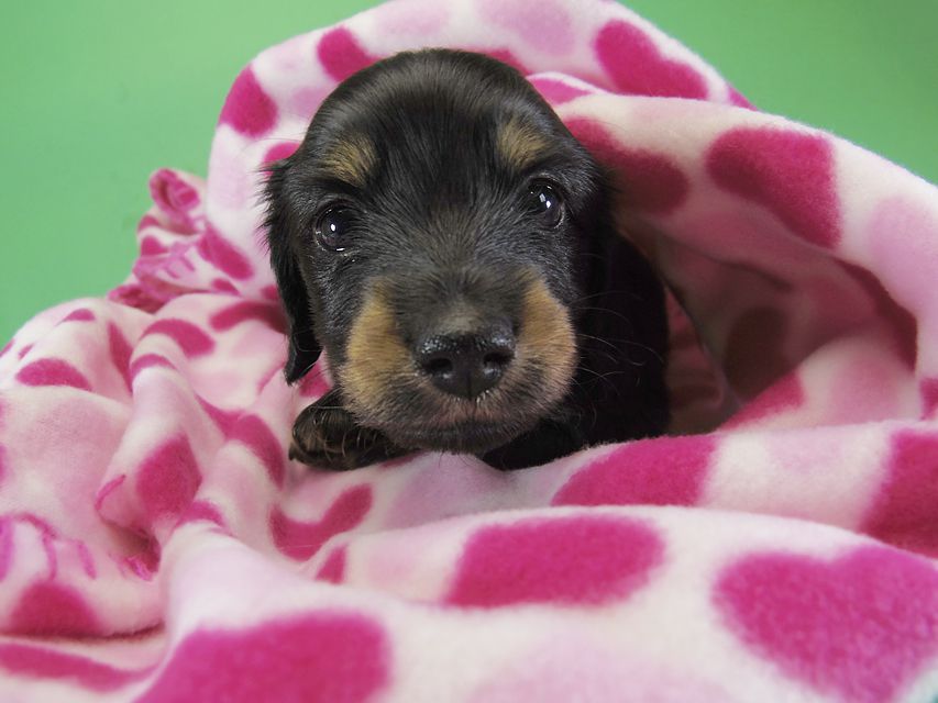 ダックスフンド カニンヘン いちご & オスカルの子犬 ブラックタン女の子②