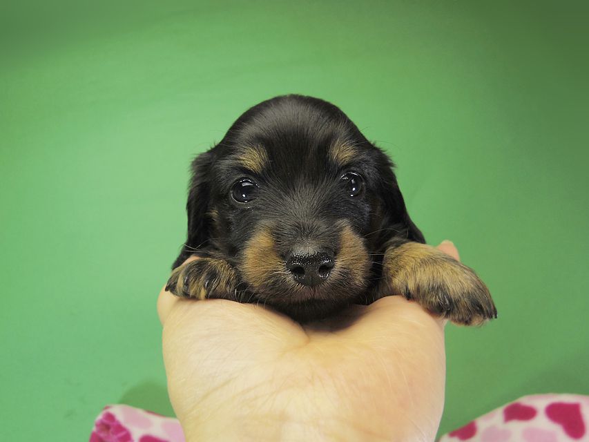 ダックスフンド カニンヘン いちご & オスカルの子犬 ブラックタン女の子②