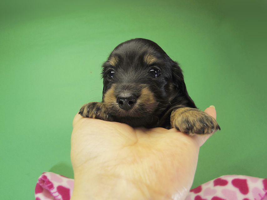 ダックスフンド カニンヘン いちご & オスカルの子犬 ブラックタン女の子②