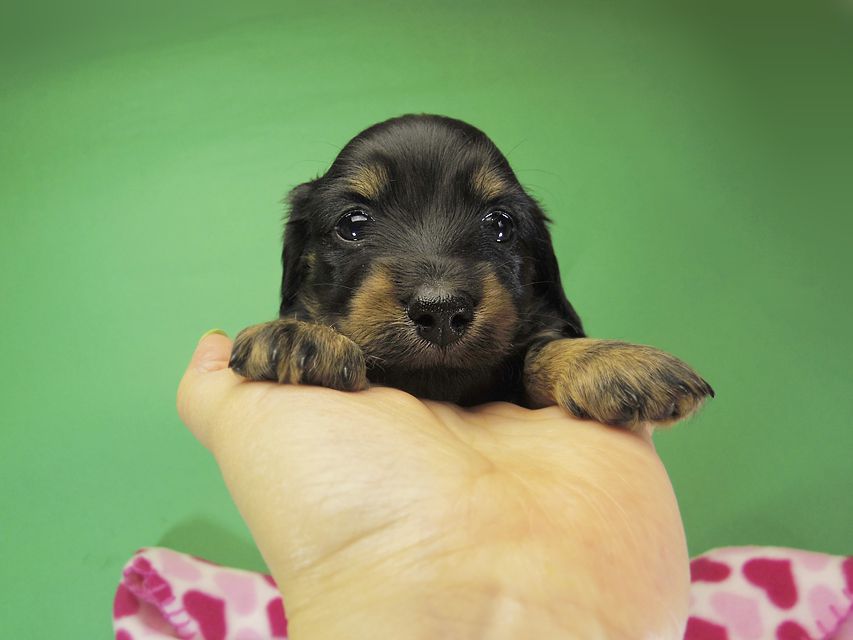 ダックスフンド カニンヘン いちご & オスカルの子犬 ブラックタン女の子②