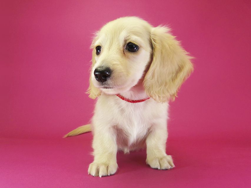 ダックスフンド カニンヘン シェリー.Ti & クッキー.Tiの子犬 ピュアクリーム 女の子①