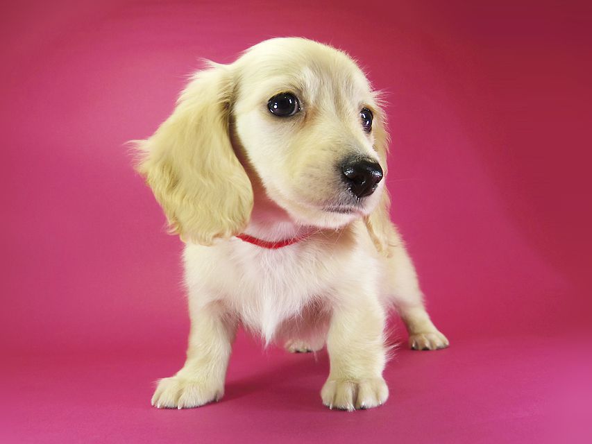 ダックスフンド カニンヘン シェリー.Ti & クッキー.Tiの子犬 ピュアクリーム 女の子①