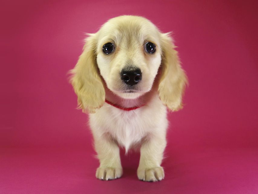 ダックスフンド カニンヘン シェリー.Ti & クッキー.Tiの子犬 ピュアクリーム 女の子①