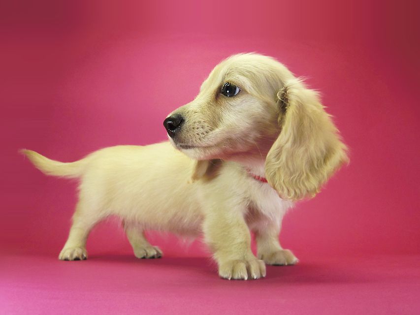 ダックスフンド カニンヘン シェリー.Ti & クッキー.Tiの子犬 ピュアクリーム 女の子①