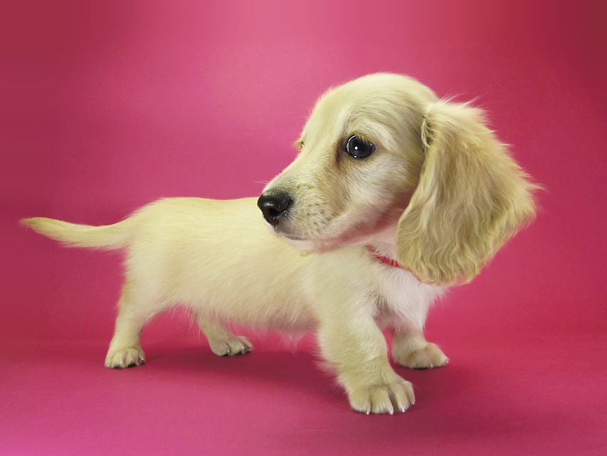 ダックスフンド カニンヘン シェリー.Ti & クッキー.Tiの子犬 ピュアクリーム 女の子①