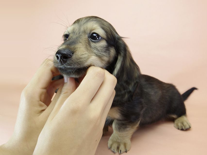 ダックスフンド カニンヘン わかば & ジムダンディの子犬 シェーデットクリーム 男の子①