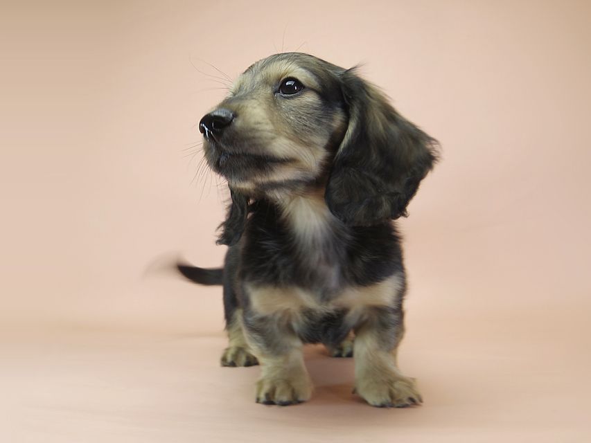 ダックスフンド カニンヘン わかば & ジムダンディの子犬 シェーデットクリーム 男の子①