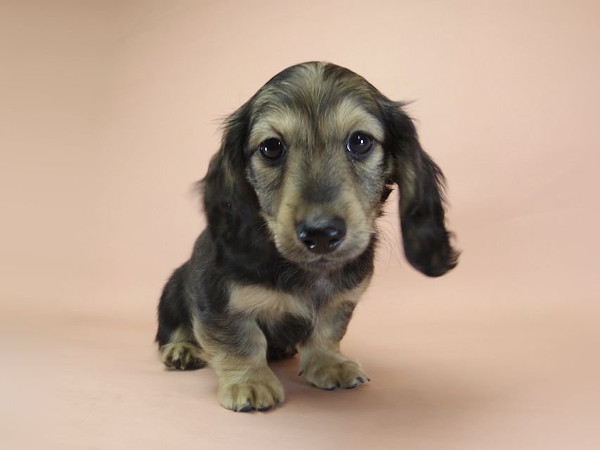 ダックスフンド カニンヘン わかば & ジムダンディの子犬 シェーデットクリーム 男の子①