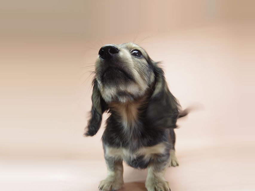 ダックスフンド カニンヘン わかば & ジムダンディの子犬 シェーデットクリーム 男の子①