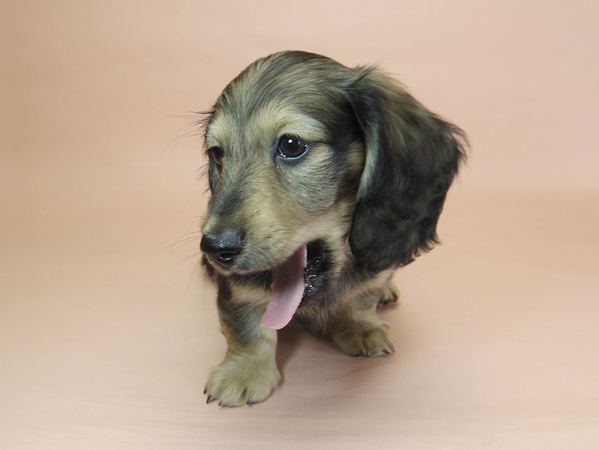 ダックスフンド カニンヘン わかば & ジムダンディの子犬 シェーデットクリーム 男の子①