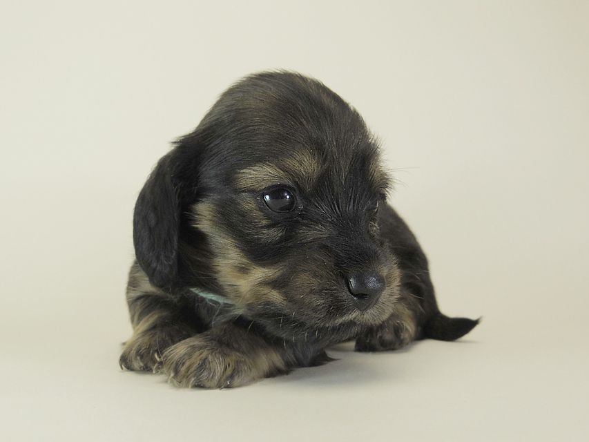 ダックスフンド カニンヘン シュガー & ジムダンディの子犬 シェーデットクリーム 女の子