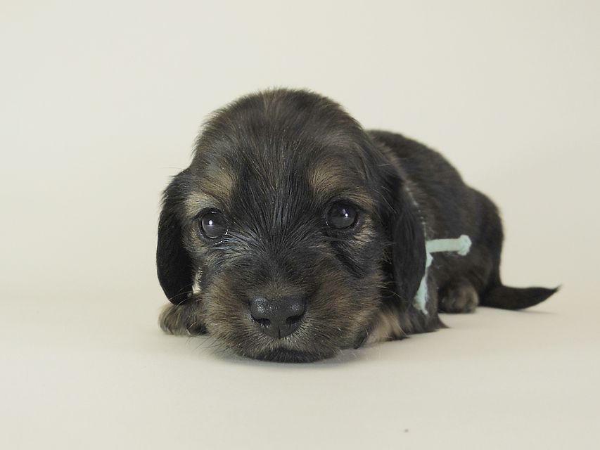 ダックスフンド カニンヘン シュガー & ジムダンディの子犬 シェーデットクリーム 女の子