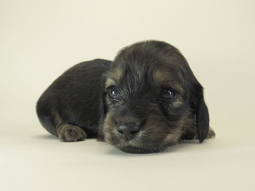 ダックスフンド カニンヘン シュガー & ジムダンディの子犬 シェーデットクリーム 女の子