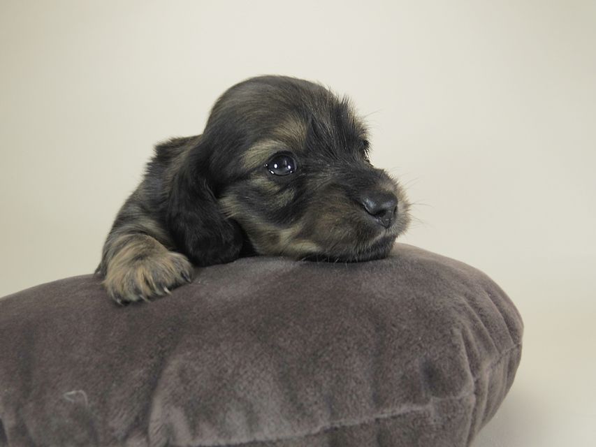 ダックスフンド カニンヘン シュガー & ジムダンディの子犬 シェーデットクリーム 女の子