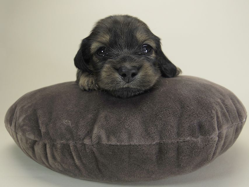 ダックスフンド カニンヘン シュガー & ジムダンディの子犬 シェーデットクリーム 女の子