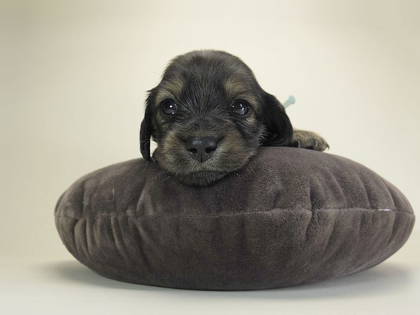 ダックスフンド カニンヘン シュガー & ジムダンディの子犬 シェーデットクリーム 女の子