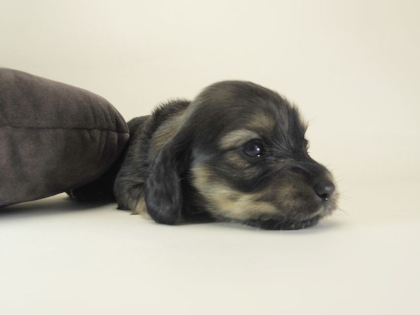 ダックスフンド カニンヘン シュガー & ジムダンディの子犬 シェーデットクリーム 女の子