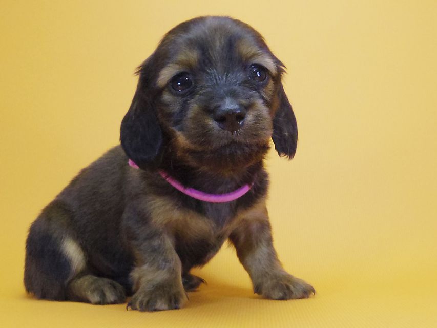 ダックスフンド カニンヘン シュガー & ジムダンディの子犬 シェーデットレッド 女の子①