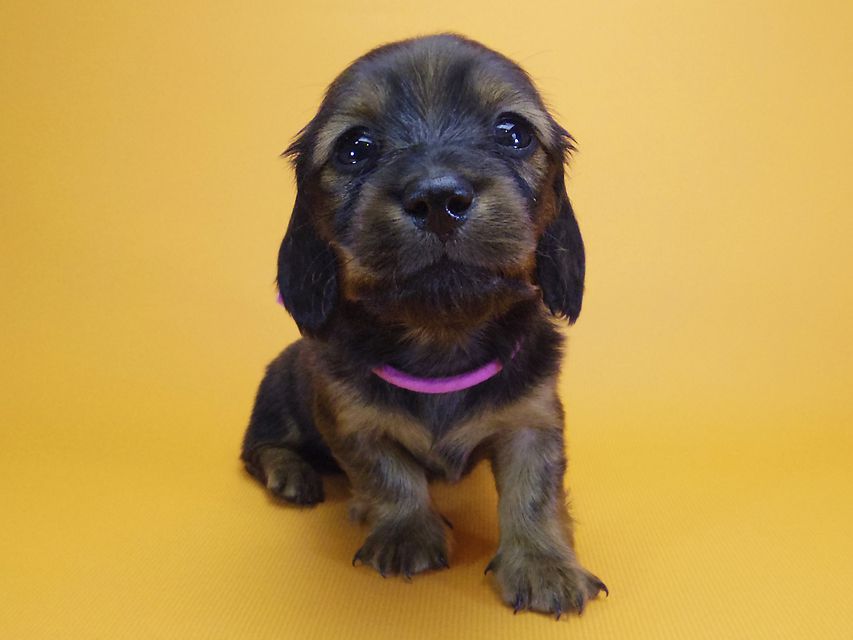 ダックスフンド カニンヘン シュガー & ジムダンディの子犬 シェーデットレッド 女の子①