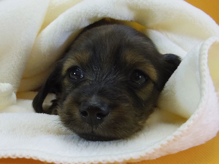 ダックスフンド カニンヘン シュガー & ジムダンディの子犬 シェーデットレッド 女の子①