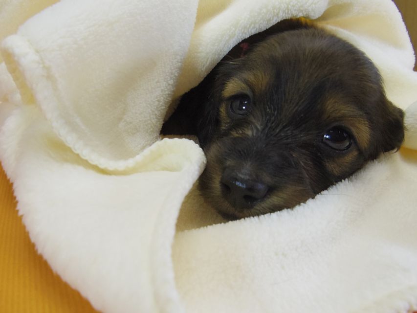 ダックスフンド カニンヘン シュガー & ジムダンディの子犬 シェーデットレッド 女の子①