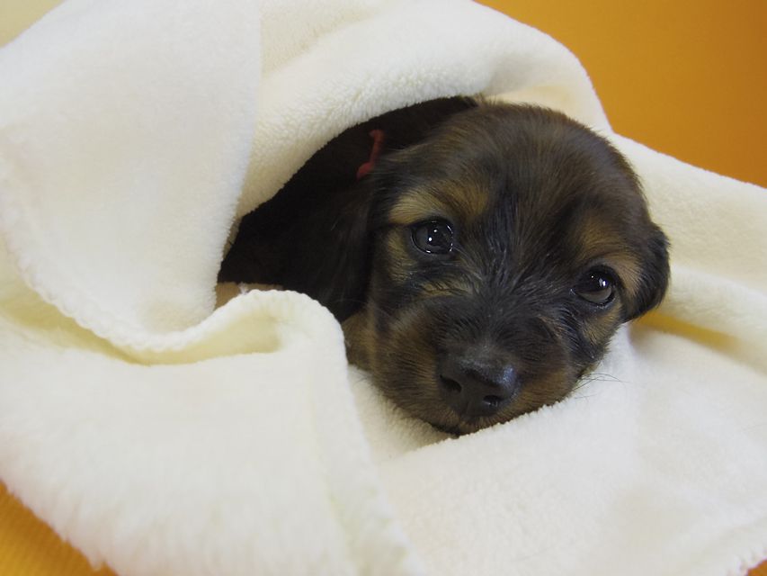 ダックスフンド カニンヘン シュガー & ジムダンディの子犬 シェーデットレッド 女の子①