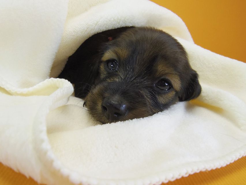 ダックスフンド カニンヘン シュガー & ジムダンディの子犬 シェーデットレッド 女の子①