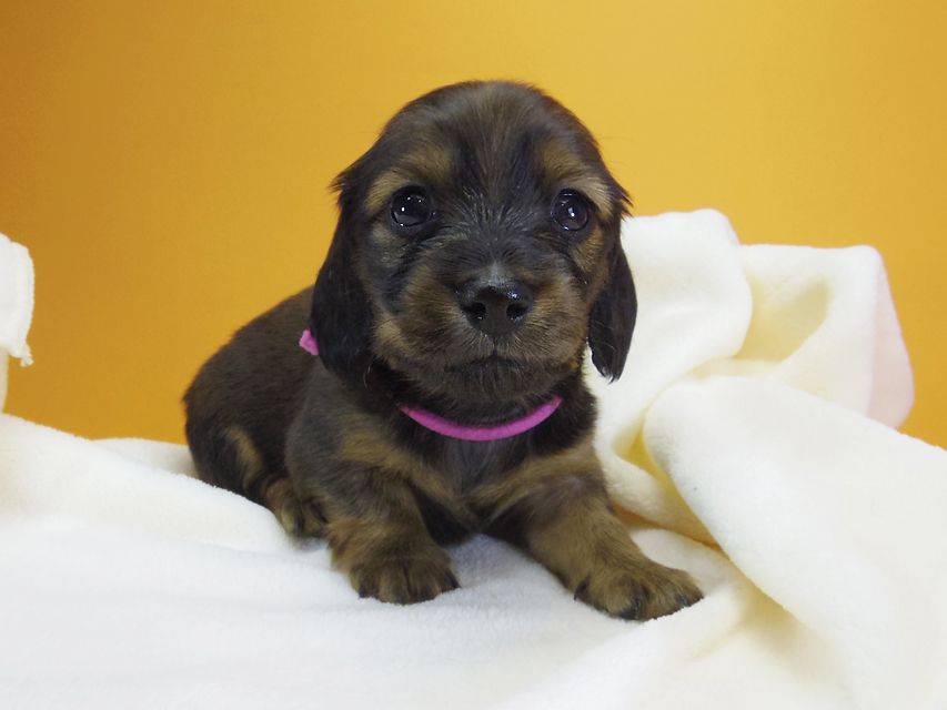 ダックスフンド カニンヘン シュガー & ジムダンディの子犬 シェーデットレッド 女の子①