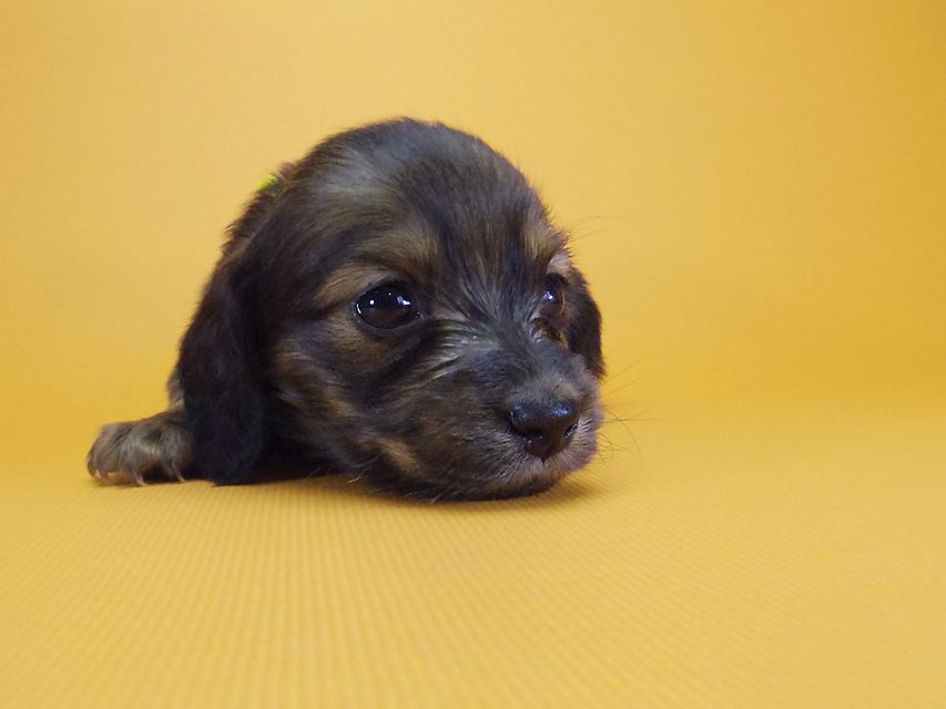 ダックスフンド カニンヘン シュガー & ジムダンディの子犬 シェーデットレッド 女の子②_IGP4516 ダックスフンド カニンヘン シュガー & ジムダンディの子犬 シェーデットレッド 女の子②