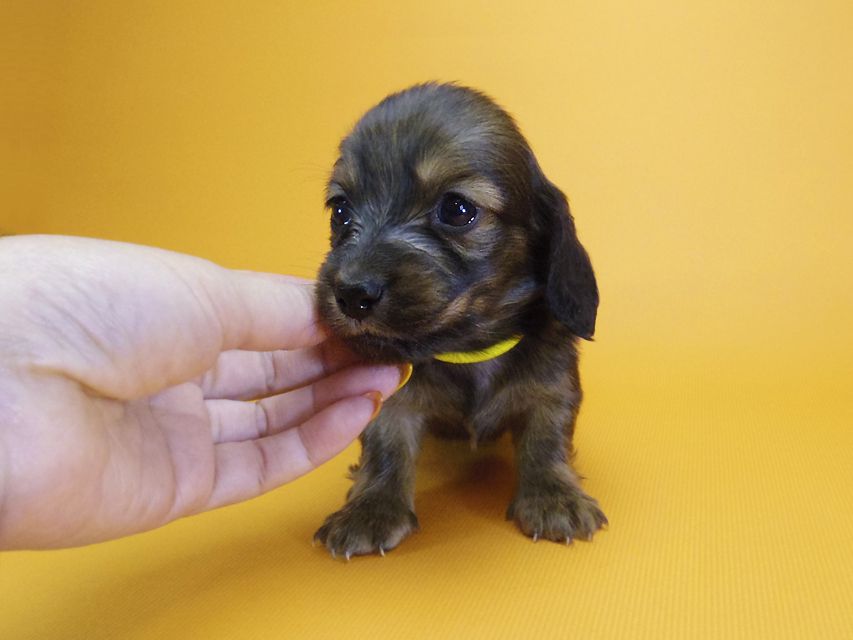 ダックスフンド カニンヘン シュガー & ジムダンディの子犬 シェーデットレッド 女の子②_IGP4518 ダックスフンド カニンヘン シュガー & ジムダンディの子犬 シェーデットレッド 女の子②