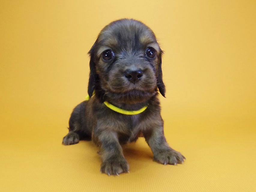 ダックスフンド カニンヘン シュガー & ジムダンディの子犬 シェーデットレッド 女の子②_IGP4525 ダックスフンド カニンヘン シュガー & ジムダンディの子犬 シェーデットレッド 女の子②