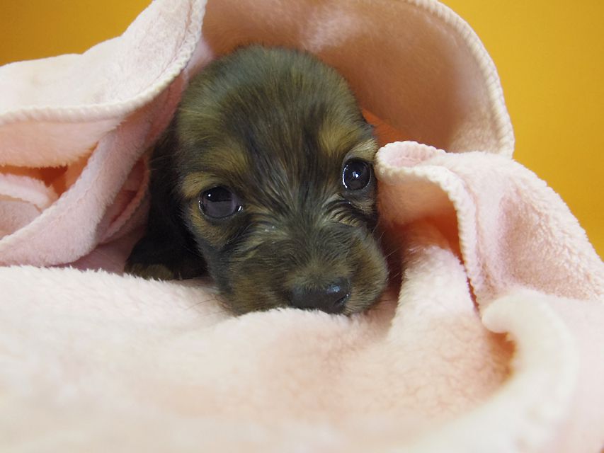 ダックスフンド カニンヘン シュガー & ジムダンディの子犬 シェーデットレッド 女の子②_IGP4527 ダックスフンド カニンヘン シュガー & ジムダンディの子犬 シェーデットレッド 女の子②