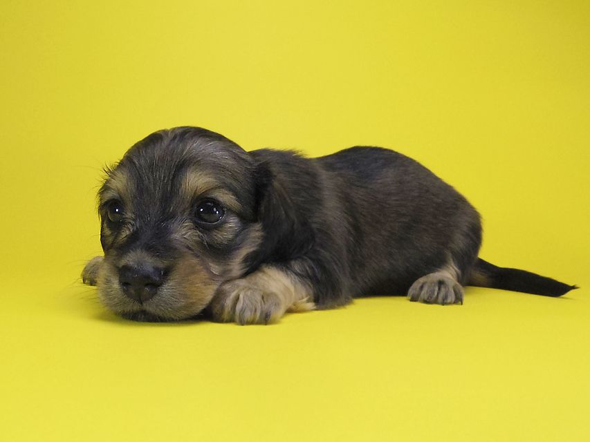 ダックスフンド カニンヘン エルサ & ジムダンディの子犬 シェーデットクリーム 女の子 お写真初登場
