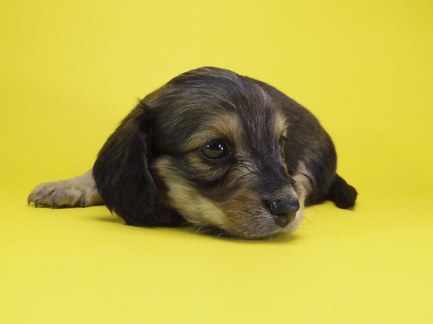 ダックスフンド カニンヘン エルサ & ジムダンディの子犬 シェーデットクリーム 女の子 お写真初登場