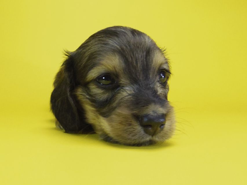 ダックスフンド カニンヘン エルサ & ジムダンディの子犬 シェーデットクリーム 女の子 お写真初登場