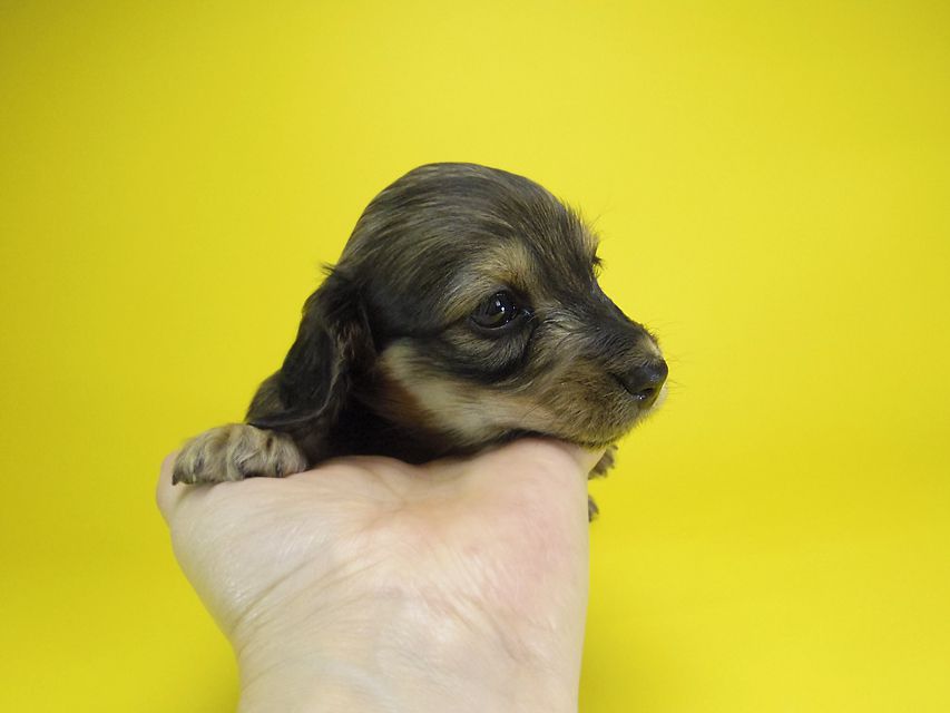 ダックスフンド カニンヘン エルサ & ジムダンディの子犬 シェーデットクリーム 女の子 お写真初登場