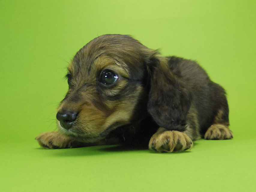 ダックスフンド カニンヘン エルサ & ジムダンディの子犬 シェーデットレッド 男の子①