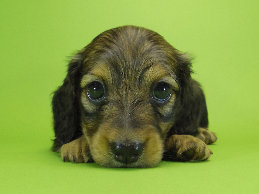 ダックスフンド カニンヘン エルサ & ジムダンディの子犬 シェーデットレッド 男の子①