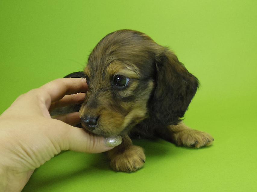 ダックスフンド カニンヘン エルサ & ジムダンディの子犬 シェーデットレッド 男の子①