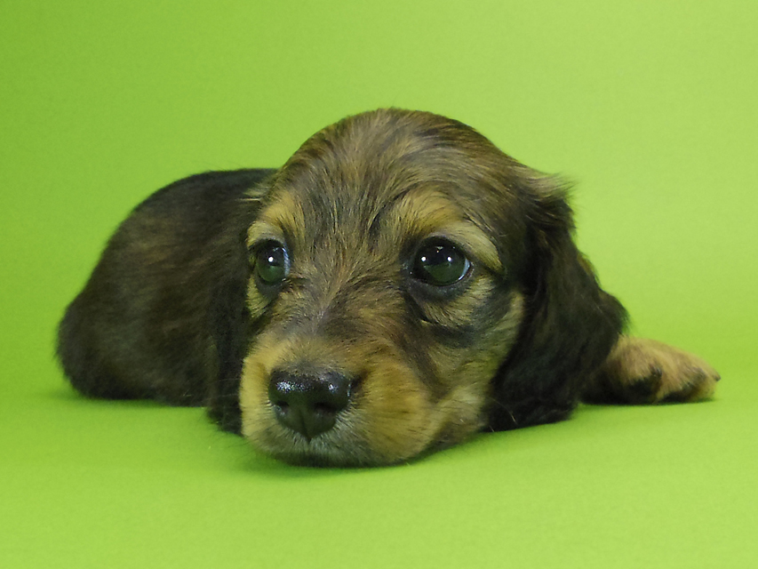 ダックスフンド カニンヘン エルサ & ジムダンディの子犬 シェーデットレッド 男の子①