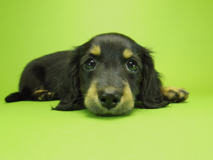 ダックスフンド カニンヘン いちご & オスカルの子犬 ブラックタン女の子②