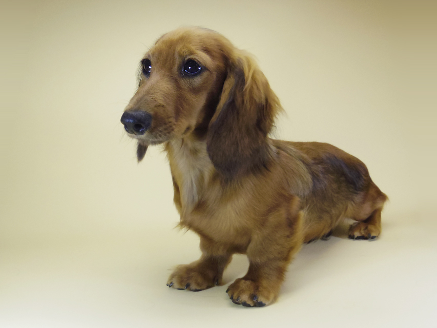 ミニチュアダックス ダックスフンド サリーアン & JUST A SUCCESSORの子犬 レッド 男の子②